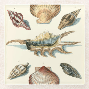 Extravaganter Muschel-Strand Glasuntersetzer