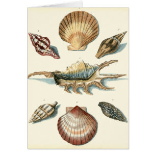 Extravaganter Strand der Muschel