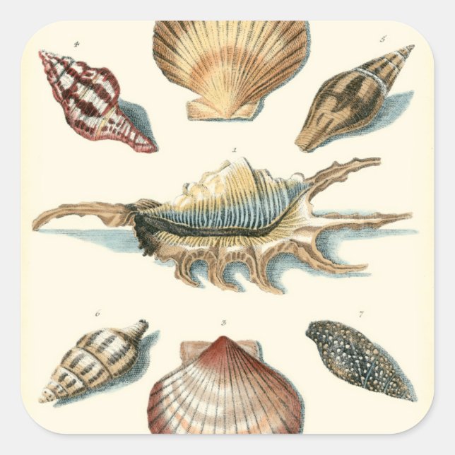 Extravaganter Strand der Muschel Quadratischer Aufkleber (Vorderseite)