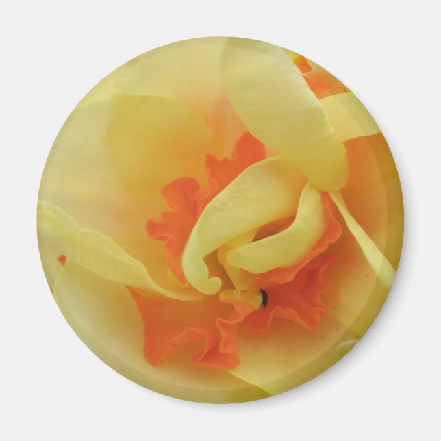 Extravagantes Daffodil Magnet (Vorne)