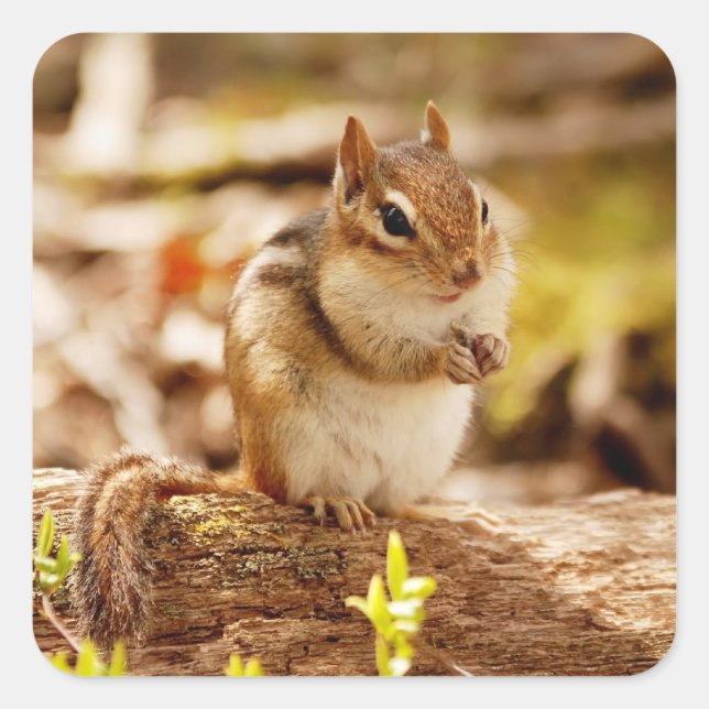 Extrem Niedlicher Chipmunk Quadratischer Aufkleber (Vorderseite)