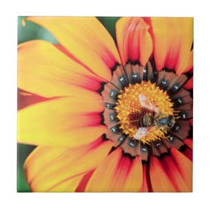 Extreme Nah-up einer Biene, die Pollen sammelt Fliese