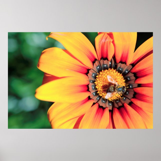 Extreme Nah-up einer Biene, die Pollen sammelt Poster (Vorne)