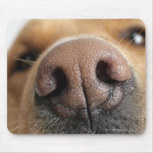 Extreme Nahaufnahme einer Hundenase Mousepad
