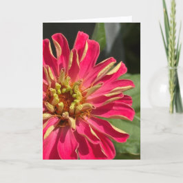 Exuberant Zinnia Blank Greeting Card Karte