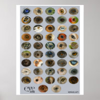 EyeAmArt Sammlung gefährdeter Tieraugen