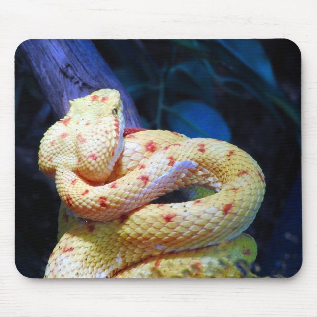 Eyelash Viper Mousepad (Vorne)