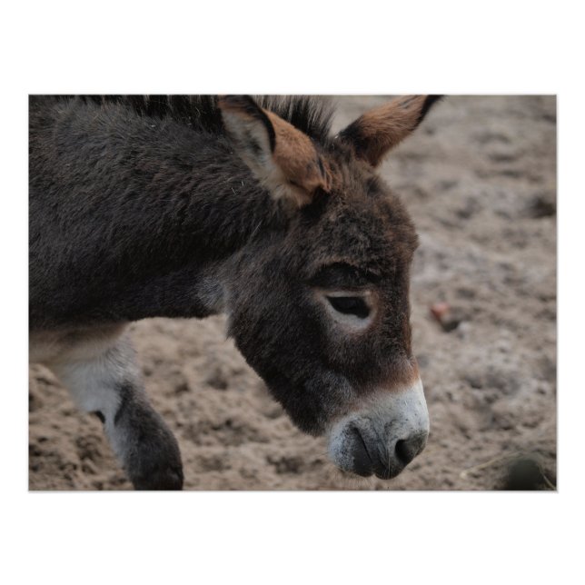 Ezel donkey  poster (Vorderseite)