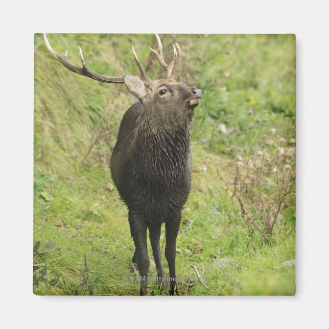 Ezo Deer Magnet (Vorne)