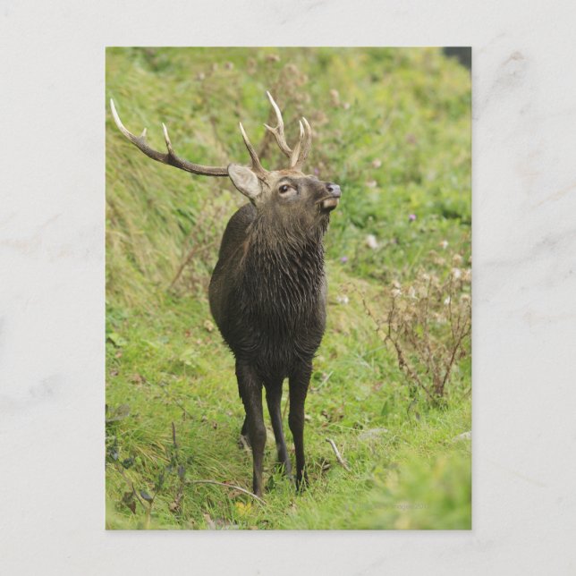 Ezo Deer Postkarte (Vorderseite)