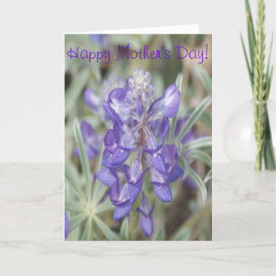 F0018 Lila Wildblumen Jährliche Lupine Karte