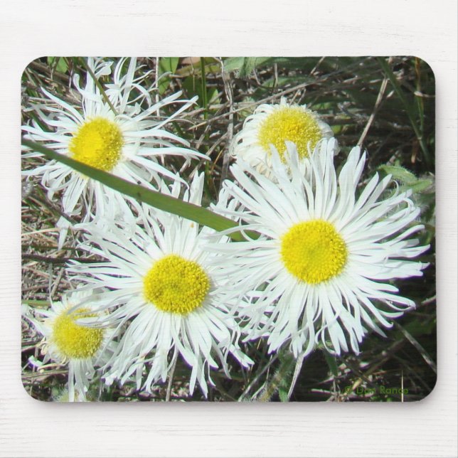 F10 Weiße Wildblumen Tufted Fleabane Mousepad (Vorne)