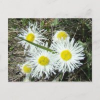 F10 Weiße Wildblumen Tufted Fleabane