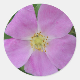 F11 Rose "Rosa arkansana" Runder Aufkleber