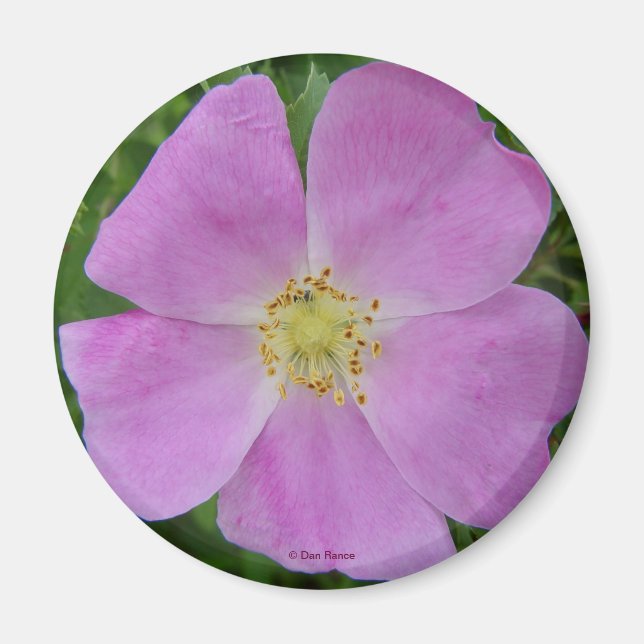 F11 Wilde Rose "Rosa arkansana" Magnet (Vorne)