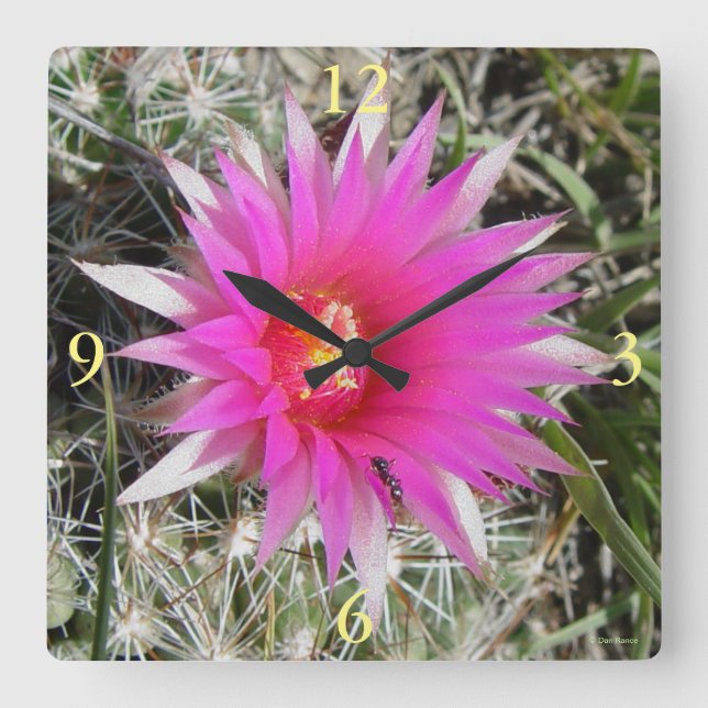 F12 Ball Cactus Blume "Escobaria vivipara" Quadratische Wanduhr (Vorderseite)