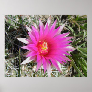 F12 Ball Cactus ‚Escobaria vivipara‘ Poster