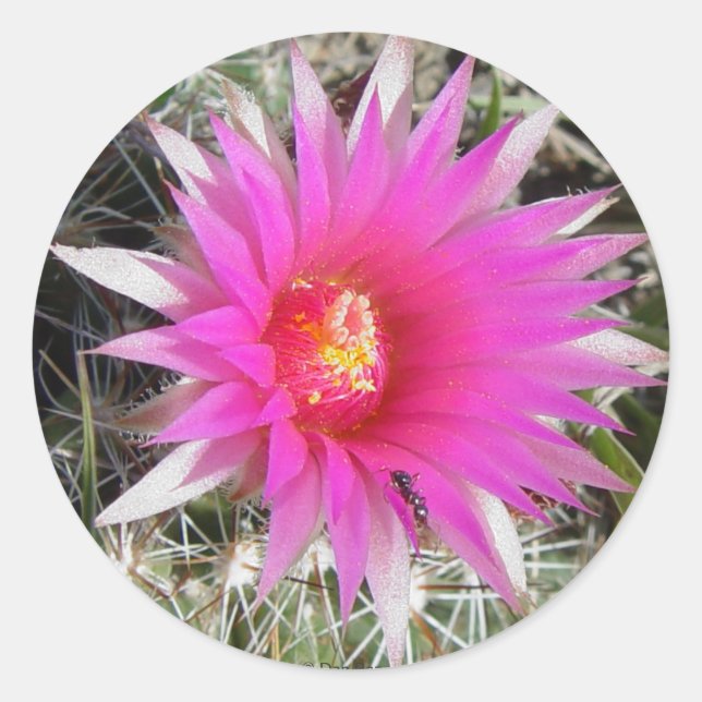 F12 Ball Cactus ‚Escobaria vivipara‘ Runder Aufkleber (Vorderseite)
