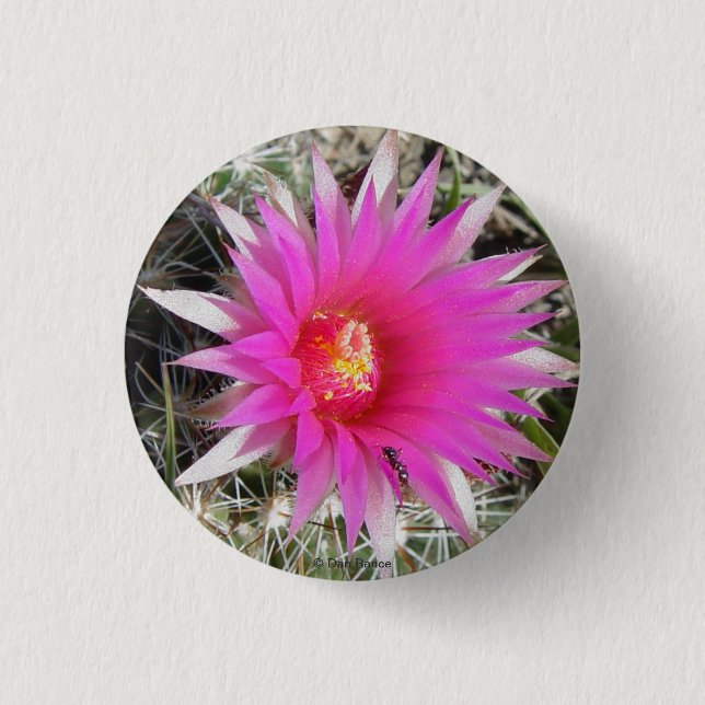 F12 Kaktus "Escobaria vivipara " des Ball- Button (Vorderseite)