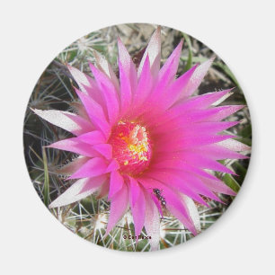 F12 Kugelkaktus-Blüte "Escobaria vivipara" Magnet