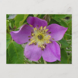 F13 Alberta Wilde Rose Prickly Rose Postkarte