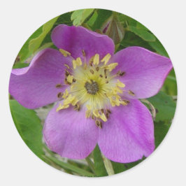 F13 Prickley Rose Alberta Wild Rose Runder Aufkleber