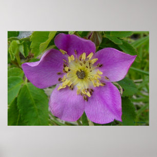 F13 Stachelige Rose Alberta Wilde Rose Poster