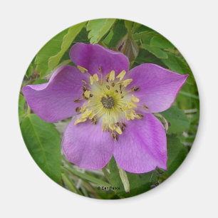 F13 Wilde Rose Alberta Wilde Rose Stachelige Rose Magnet