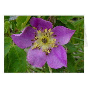 F13 Wilde Rose Stachelige Rose