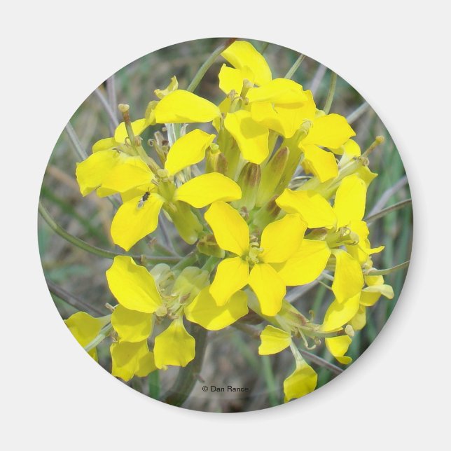 F14 Gelbe Wildblumen Magnet (Vorne)