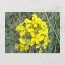 F14 Gelbe Wildblumen Postkarte