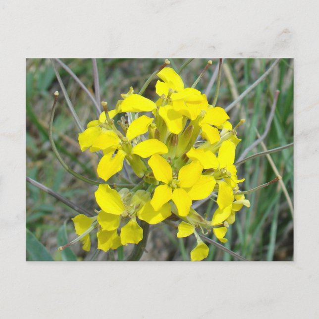 F14 Gelbe Wildblumen Postkarte (Vorderseite)