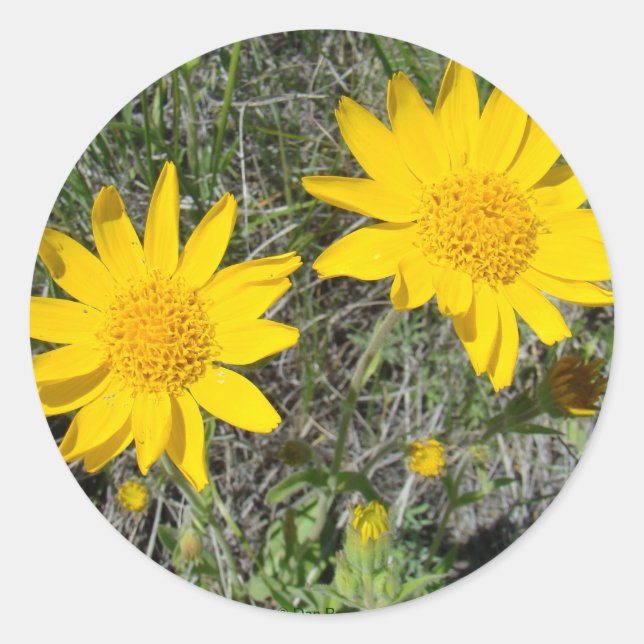 F15 Gelbe Wildblumen Nezeweed Runder Aufkleber (Vorderseite)