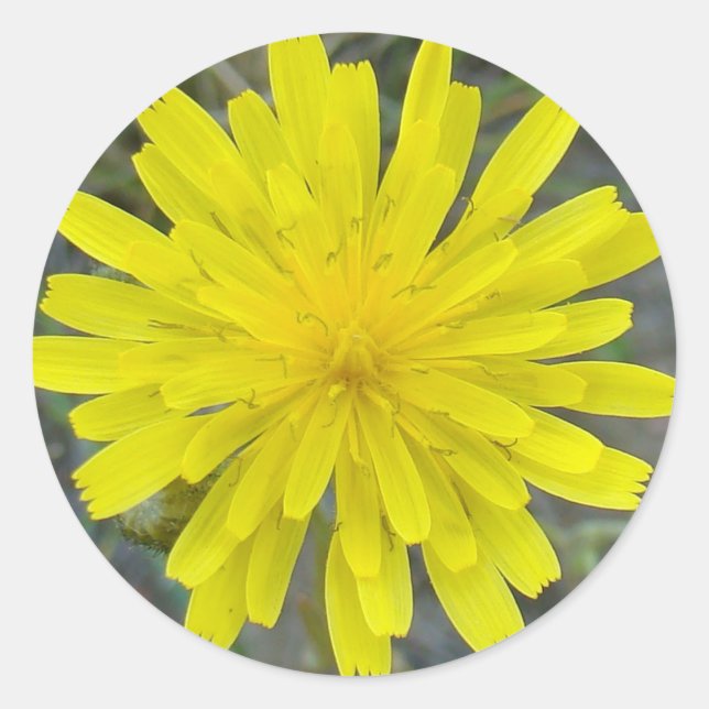 F16 Gelbe Wildblume King Devil Runder Aufkleber (Vorderseite)