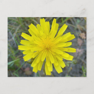 F16 Gelbe Wildblumen-King Devil Postkarte