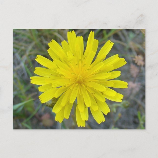 F16 Gelbe Wildblumen-King Devil Postkarte (Vorderseite)