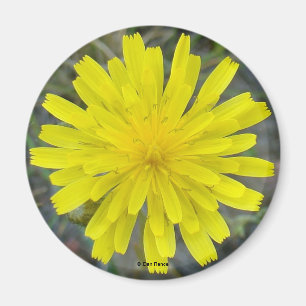 F16 Gelbe Wildblumen-Königsteufel Magnet