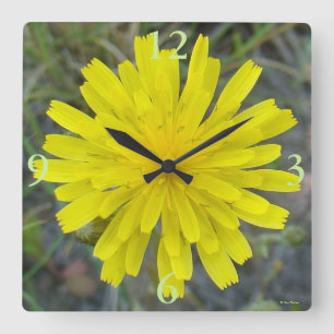 F16 Gelbe Wildblumen-Königsteufel Quadratische Wanduhr
