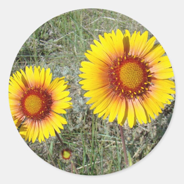 F17 Gelbe Wildblumen Gaillardia Runder Aufkleber (Vorderseite)