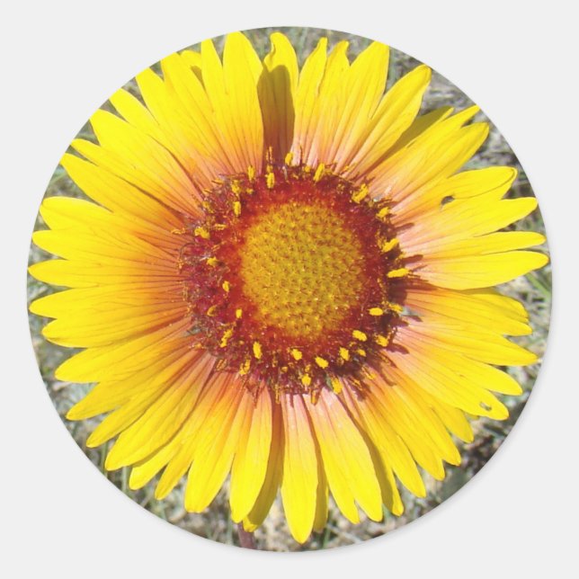 F17a Gelbe Wildblumen Gaillardia Runder Aufkleber (Vorderseite)