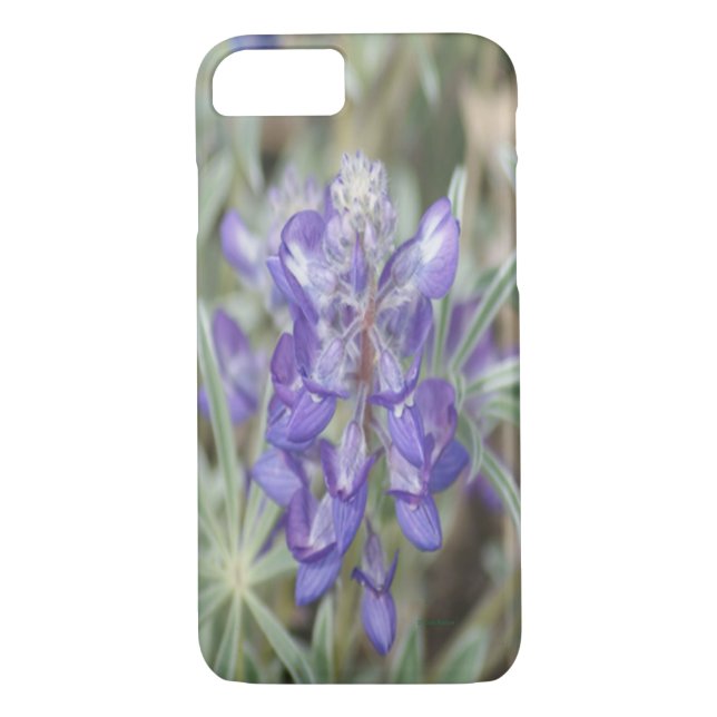 F18 Lila Wildblume Jährliche Lupine Case-Mate iPhone Hülle (Rückseite)