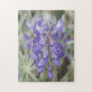 F18 Lila Wildblumen Einjährige Lupine
