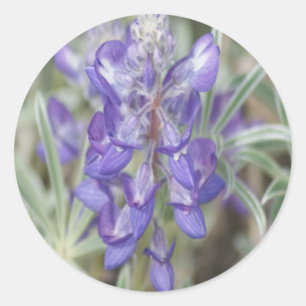 F18 Lila Wildblumen Einjährige Lupine Runder Aufkleber