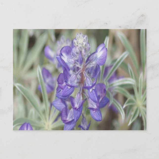 F18 Lila Wildblumen Jährliche Lupine Postkarte (Vorderseite)