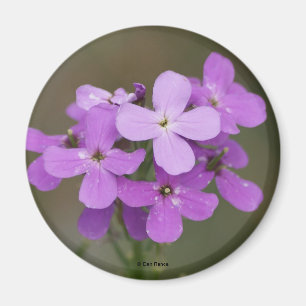 F19 Lila Wildblumen Dames-Rakete Magnet