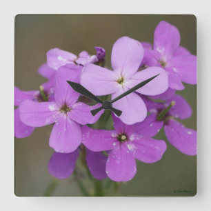 F19 Lila Wildblumen Dames-Rakete Quadratische Wanduhr