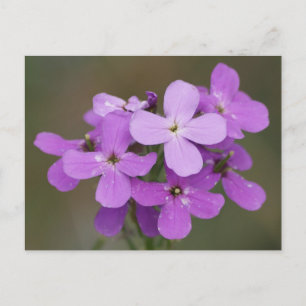 F19 Lila Wildblumen Dame's Rocket Postkarte