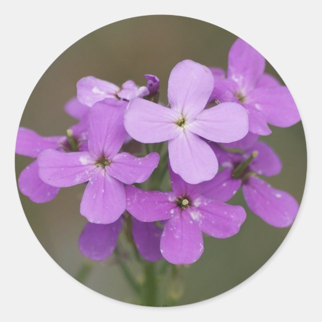 F19 Lila Wildblumen Dames Rocket Runder Aufkleber (Vorderseite)