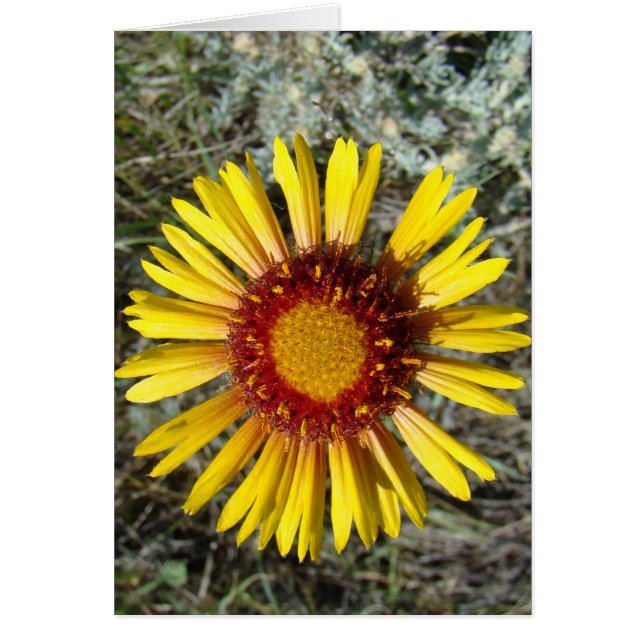 F1 Gelbe Wildblume Gaillardia (Vorne)