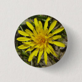 F21 Gelbe Wildblume Schmalblättriger Falkenbart Button